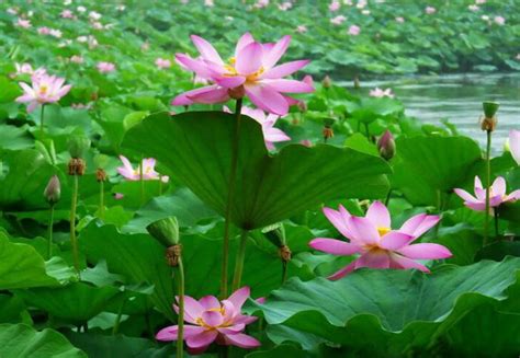 家裡可以種蓮花嗎|種植方式